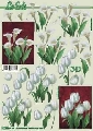 777044 Tulpen