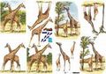 821580 Giraffen