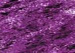 C250 Derwent Coloursoft Purple