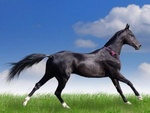 DH210 Diamond painting zwart paard