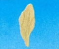 Mdf ornament amarylis bloem
