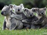 Diamond Painting Koala beren op rij