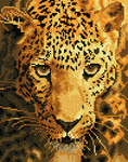 Diamond Dotz - Jaguar Prowl full