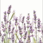 Servetten - Lavendel 5st