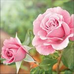 Servetten - Roses in the Garden 5st