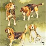 Servetten - Beagles - Honden 5st