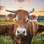 Servetten - Cow in Sunset 5st