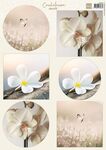 Vk9624 Knipvel - Condoleance - Orchid A4