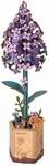 Tw021 Robotime - Lilac
