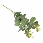 Rayher - Eucalyptustak - 34cm