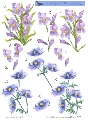 3021 Lila en paarse bloemen